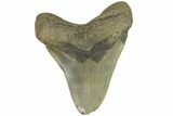 Bargain, Fossil Megalodon Tooth - North Carolina #182663-2